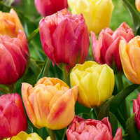 48x Tulipa Symbiosa mix - Tulp Symbiosa mix - Diversen - Voorjaarsbloeier - Bolmaat 11/12