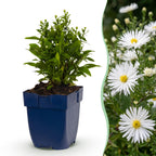 Green boutiQ - Stauden - Aster (D) Schneekissen - Strand-Aster - Bienen- und Schmetterlingsmagnet - Weiß - 3 Pflanzen - Topf 11cm - Höhe 15-25cm
