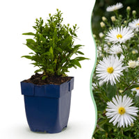 Green boutiQ - Vasteplant - Aster (D) Schneekissen - Zeeaster - Bijen en Vlinderlokkers - Wit - 3 Planten - Pot 11cm - Hoogte 15-25cm