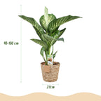 Green BoutiQ - Green is... Plantes d'intérieur - Dieffenbachia Tropic Snow - Dieffenbachia - Peu d'entretien - avec panier - Vert - 1 Plante - Pot 21cm - Hauteur 90-100cm