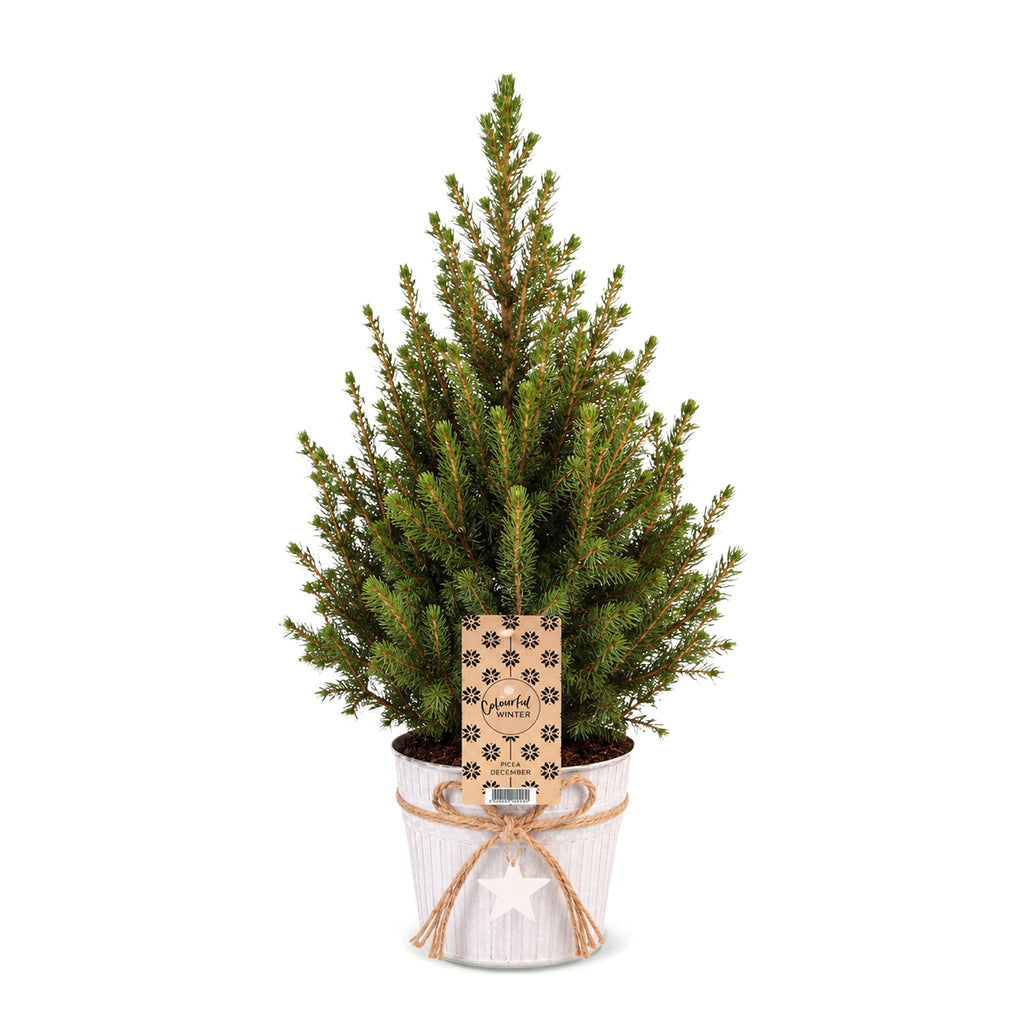 Picea glauca Conica - Dwarf Alberta Spruce - Green - Christmas tree - incl. zinc pot - Ø17cm - ↕65cm