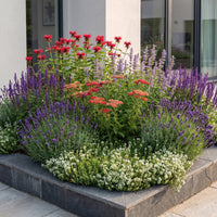 Vasteplant - Borderpakket - Geurend - Diversen - Soorten en kleuren - 12 Planten - Pot 11cm - Hoogte 15-25cm