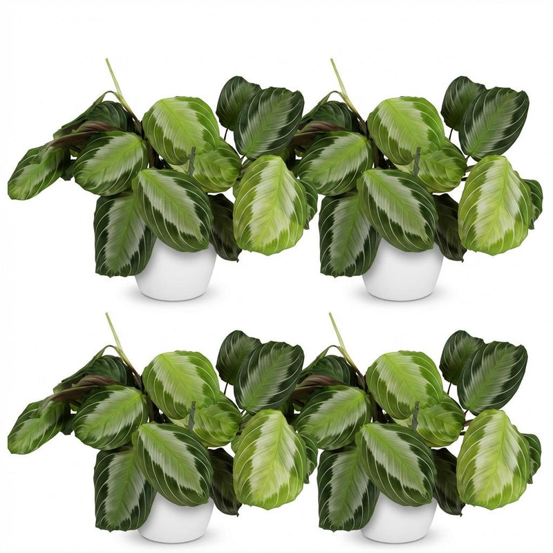 Green boutiQ - Kamerplant - Maranta Fascinator Silverband - Gebedsplant - Huisdiervriendelijke Plant - Groen - 4 Planten - met Potter Wit - Pot 12cm - Hoogte 25cm