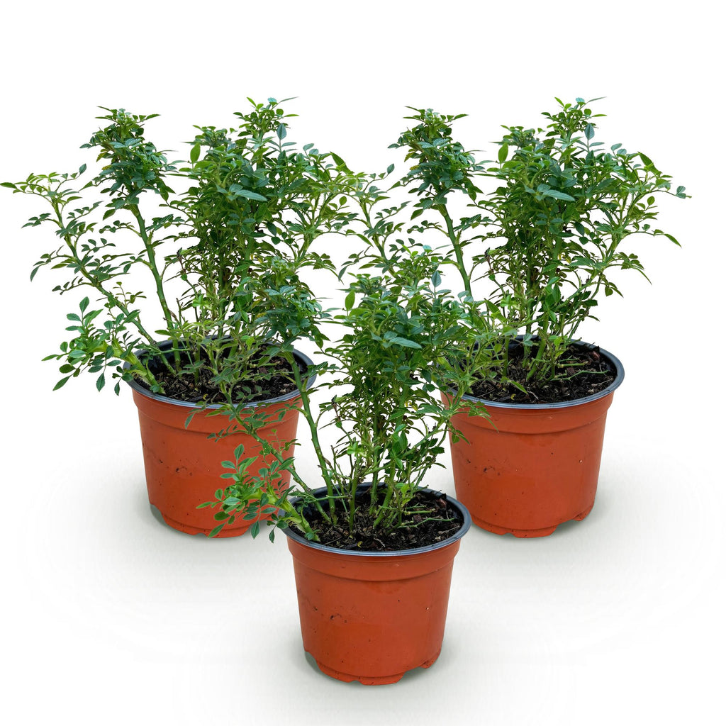 Green boutiQ - Rosier - Rosa Cutie Pie - Rose - Rustique - Rose - 3 Plantes - Pot 12cm - Hauteur 20-25cm