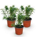 Green boutiQ - Rosier - Rosa Cutie Pie - Rose - Rustique - Rose - 3 Plantes - Pot 12cm - Hauteur 20-25cm