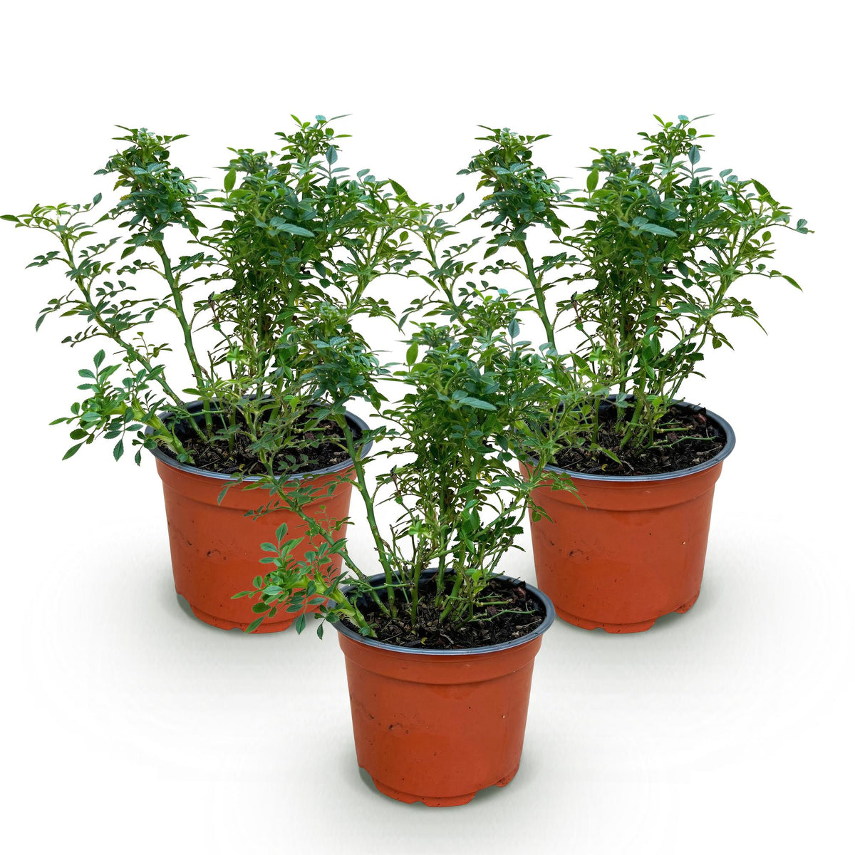 Green boutiQ - Rosier - Rosa Cutie Pie - Rose - Rustique - Rose - 3 Plantes - Pot 12cm - Hauteur 20-25cm