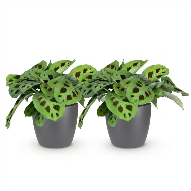 Green boutiQ - Kamerplant - Maranta Fascinator Kerchoveana - Zebraplant - Huisdiervriendelijke Plant - Groen - 2 Planten - met Potter Grijs - Pot 12cm - Hoogte 25cm