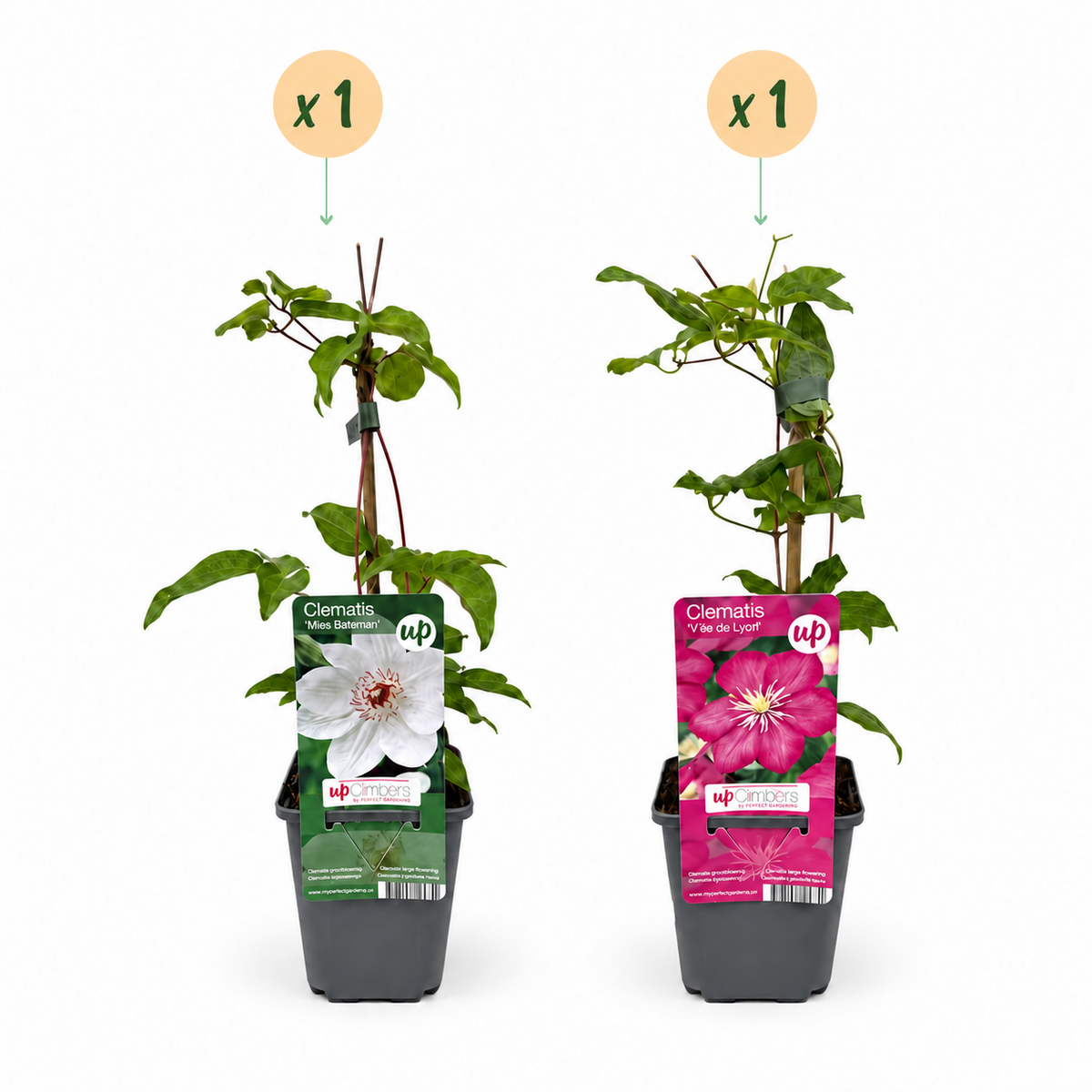 2x Clematis Duo Pink & White - Bosrank - Wit - Roze - Klimplant - Ø9cm - ↕35cm
