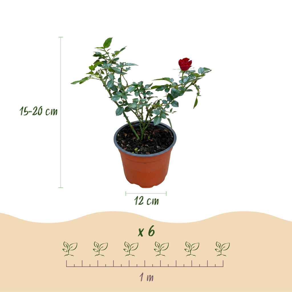Green boutiQ - Tuin Roos - Rosa Rote The Fairy - Roos - Winterhard - Rood - 1 Plant - Pot 12cm - Hoogte Hoogte 20-25cm