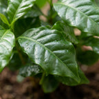 Green boutiQ - Plante d'intérieur - Caféier - Coffea Arabica - Blanc - Entretien facile - 1 plante - Pot 12 cm - Hauteur 15 - 20 cm