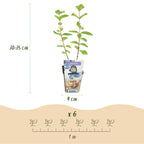 Green boutiQ - Plants fruitiers - Baies de mai - Lonicera caerulea Kamtschatica - Rustique - 6 plantes - Pot 9 cm - Baies bleues