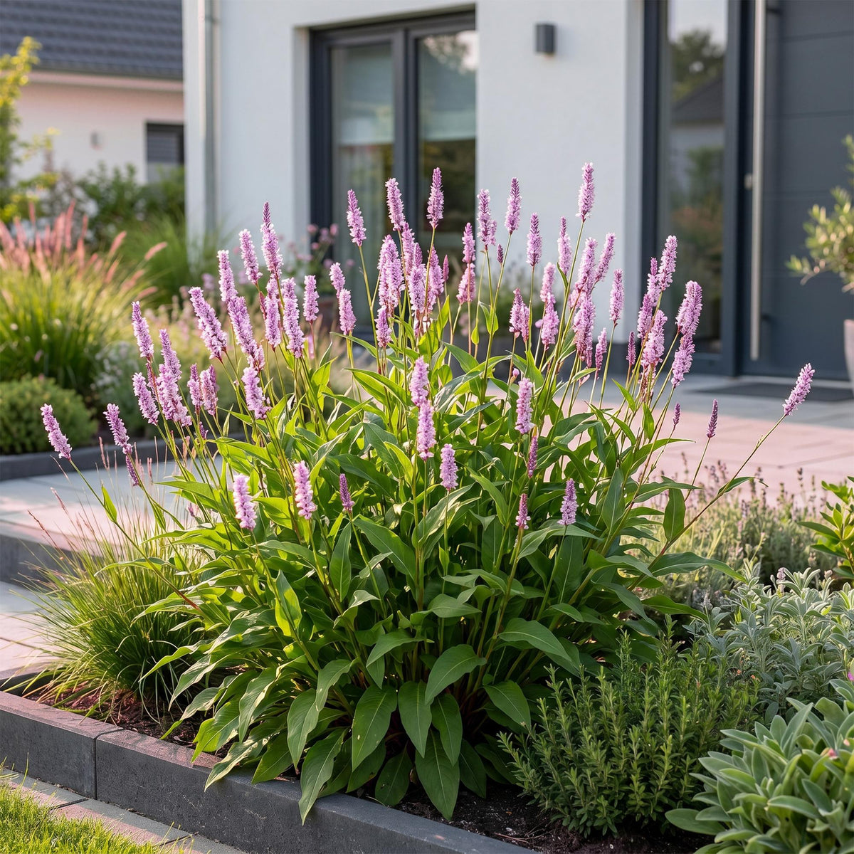 Green boutiQ - Plante vivace - Persicaria ampl. Rosea - Renouée - Ombre - Rose - 3 Plantes - Pot 11cm - Hauteur 15-25cm