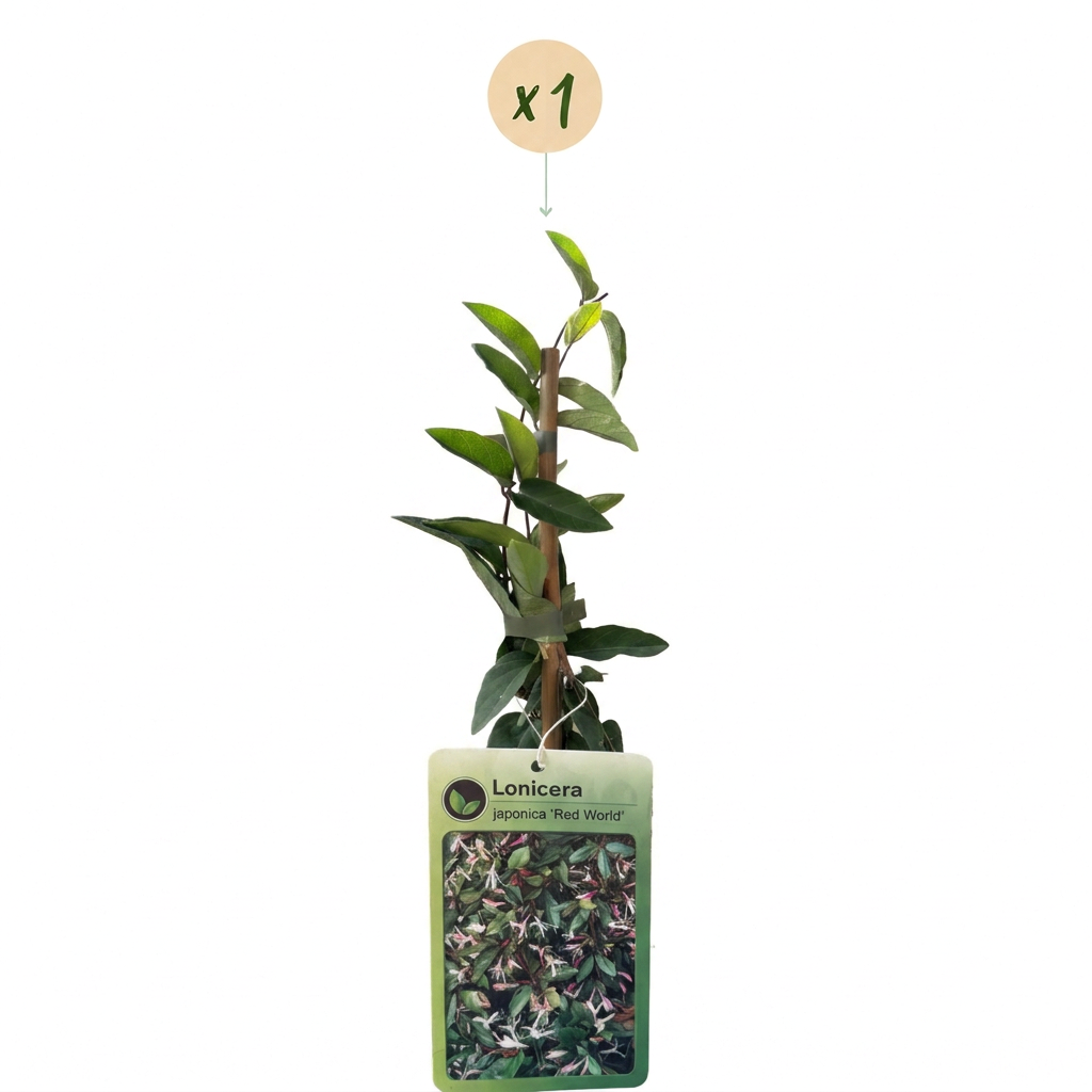 Lonicera jap. 'Red World' - Chèvrefeuille du Japon - Rouge - Rose - Grimpante - Ø9cm - ↕35cm