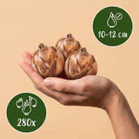 280x Bulb Dry Garden - Droge tuin bollenplanten - Diversen - Zomerbloeier - Bolmaat 10/12