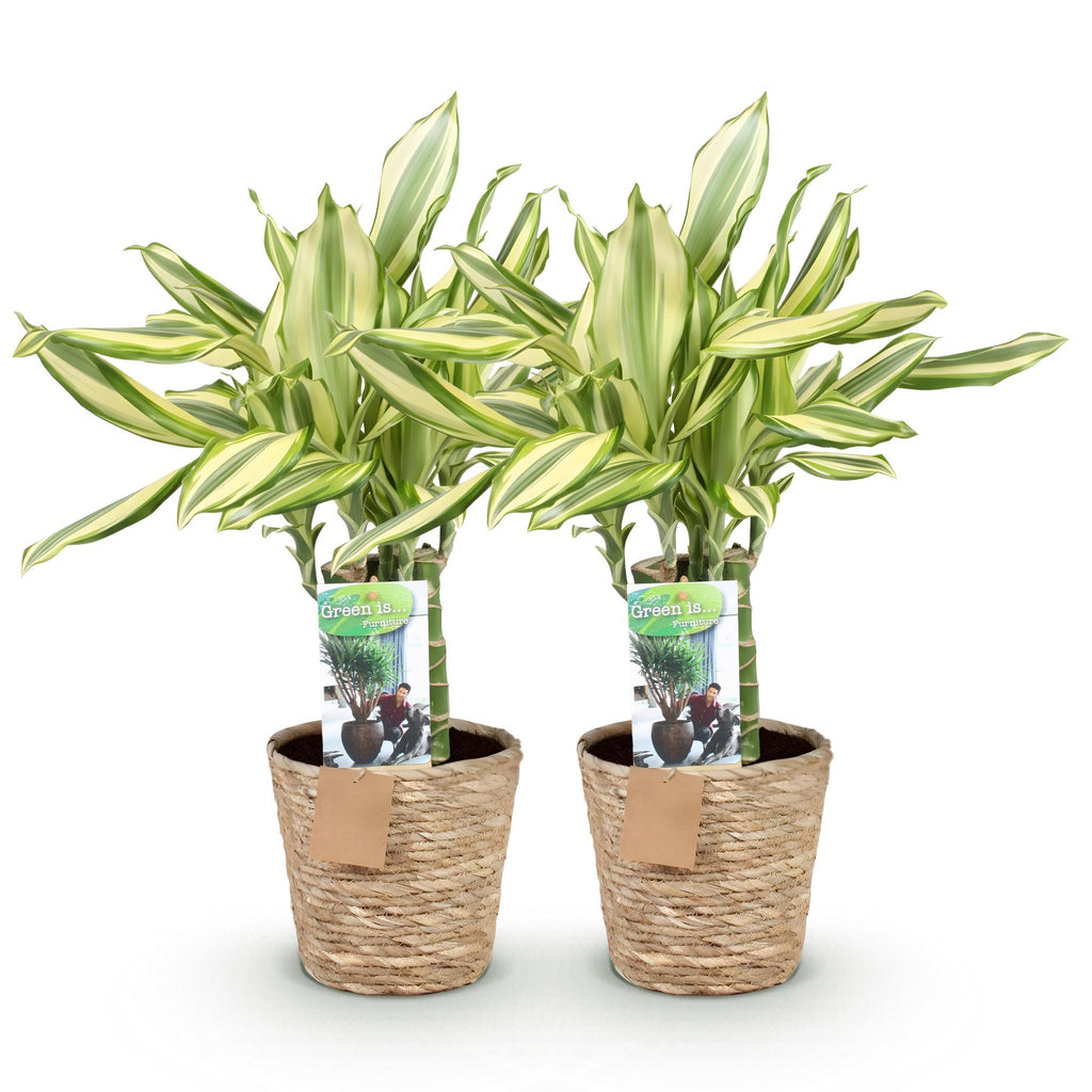 Green BoutiQ - Green is... Plantes d'intérieur - Dracaena fragrans Diamond Dream - Dragonnier - Peu d'entretien - avec panier - Vert - 2 Plantes - Pot 17cm - Hauteur 50-55cm
