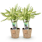 Green BoutiQ - Green is... Plantes d'intérieur - Dracaena fragrans Diamond Dream - Dragonnier - Peu d'entretien - avec panier - Vert - 2 Plantes - Pot 17cm - Hauteur 50-55cm