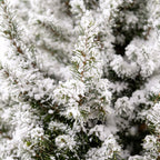 Picea glauca Conica - Dwarf Alberta Spruce - Green - White - Christmas tree - incl. jute bag - Ø19cm - ↕65cm
