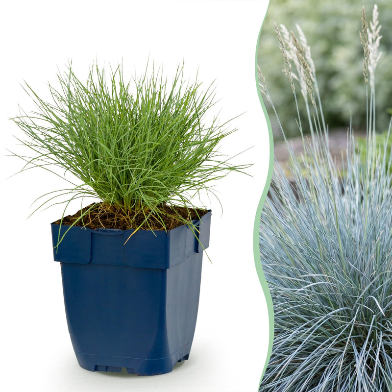 Green boutiQ - Vasteplant - Festuca glauca - Blauwgras - Groenblijvend - Blauw - 12 Planten - Pot 11cm - Hoogte 15-25cm