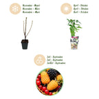 Green boutiQ - Plants fruitiers - Tricolore - Groseille rouge - Framboise jaune - Mûre noire - Rustique - 6 plantes - Pot 9cm