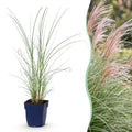 Green boutiQ - Gräser - Miscanthus sin. Morning Light - Chinaschilf - Mit Blütenstand - Silber - 12 Pflanzen - Topf 11cm - Höhe 15-25cm