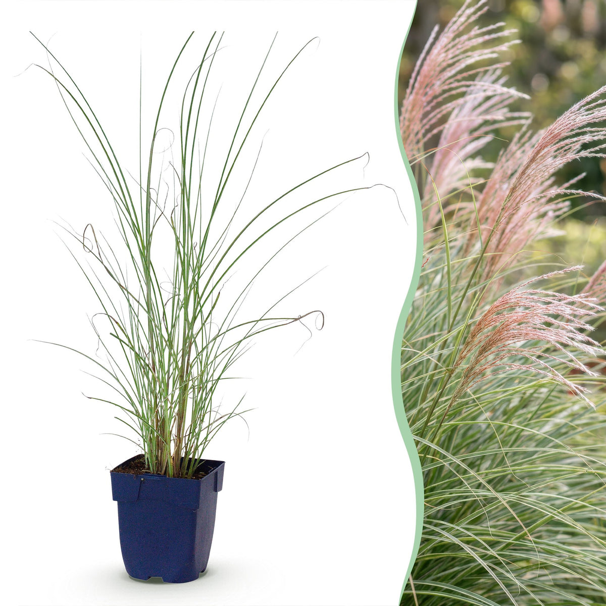 Green boutiQ - Gräser - Miscanthus sin. Morning Light - Chinaschilf - Mit Blütenstand - Silber - 12 Pflanzen - Topf 11cm - Höhe 15-25cm