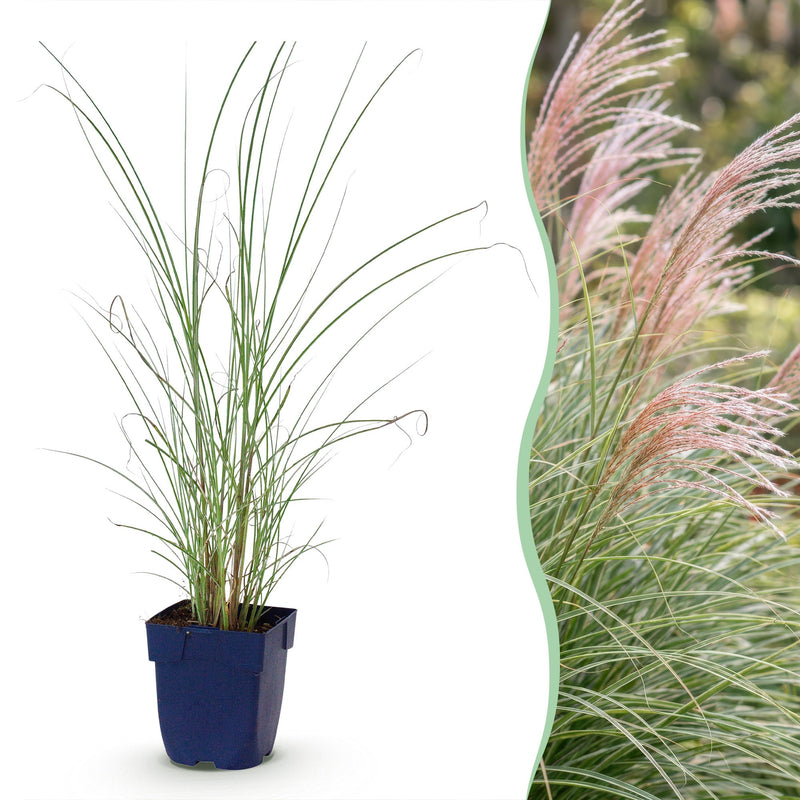 Green boutiQ - Grassen - Miscanthus sin. Morning Light - Pampusgras - Met Pluim - Zilver - 12 Planten - Pot 11cm - Hoogte 15-25cm