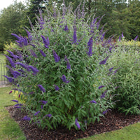 Green boutiQ - Tuinplant - Buddleja davidii Empire Blue - Vlinderstruik - Winterhard - Blauw - 1 Plant - Pot 17cm - Hoogte 45cm