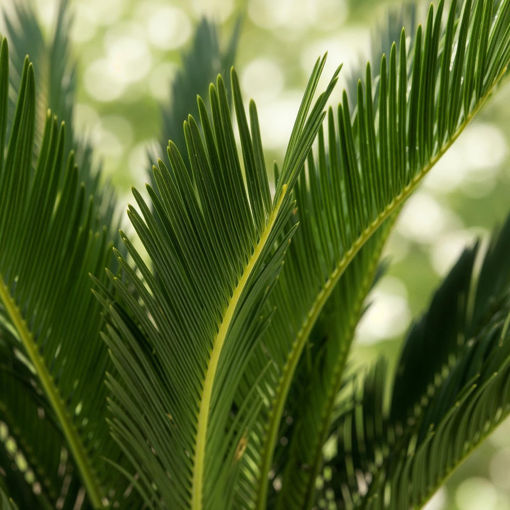 Green boutiQ - Zimmerpflanze - Cycas revoluta - Palmfarn - Pflegeleicht - Grün - 2 - Topf 17cm - Höhe 55-65cm