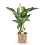 Green BoutiQ - Green is... Plantes d'intérieur - Dieffenbachia Tropic Snow - Dieffenbachia - Peu d'entretien - avec panier - Vert - 1 Plante - Pot 21cm - Hauteur 90-100cm