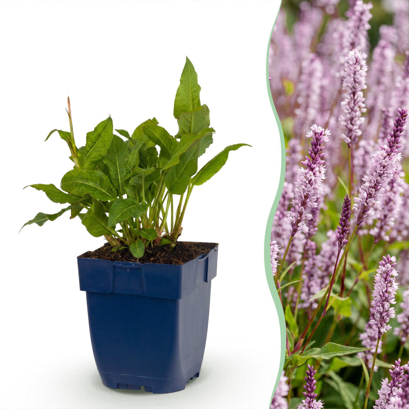 Green boutiQ - Vasteplant - Persicaria ampl. Rosea - Duizendknoop - Schaduw - Roze - 6 Planten - Pot 11cm - Hoogte 15-25cm