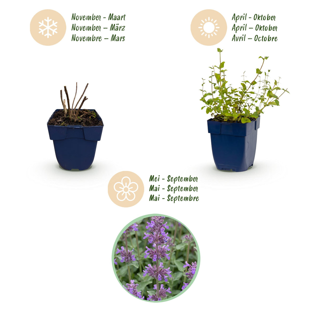 Green boutiQ - Vivace - Nepeta rac. Grog - Cataire - Attire les abeilles et les papillons - Bleu - 1 plante - Pot 11 cm - Hauteur 15-25 cm