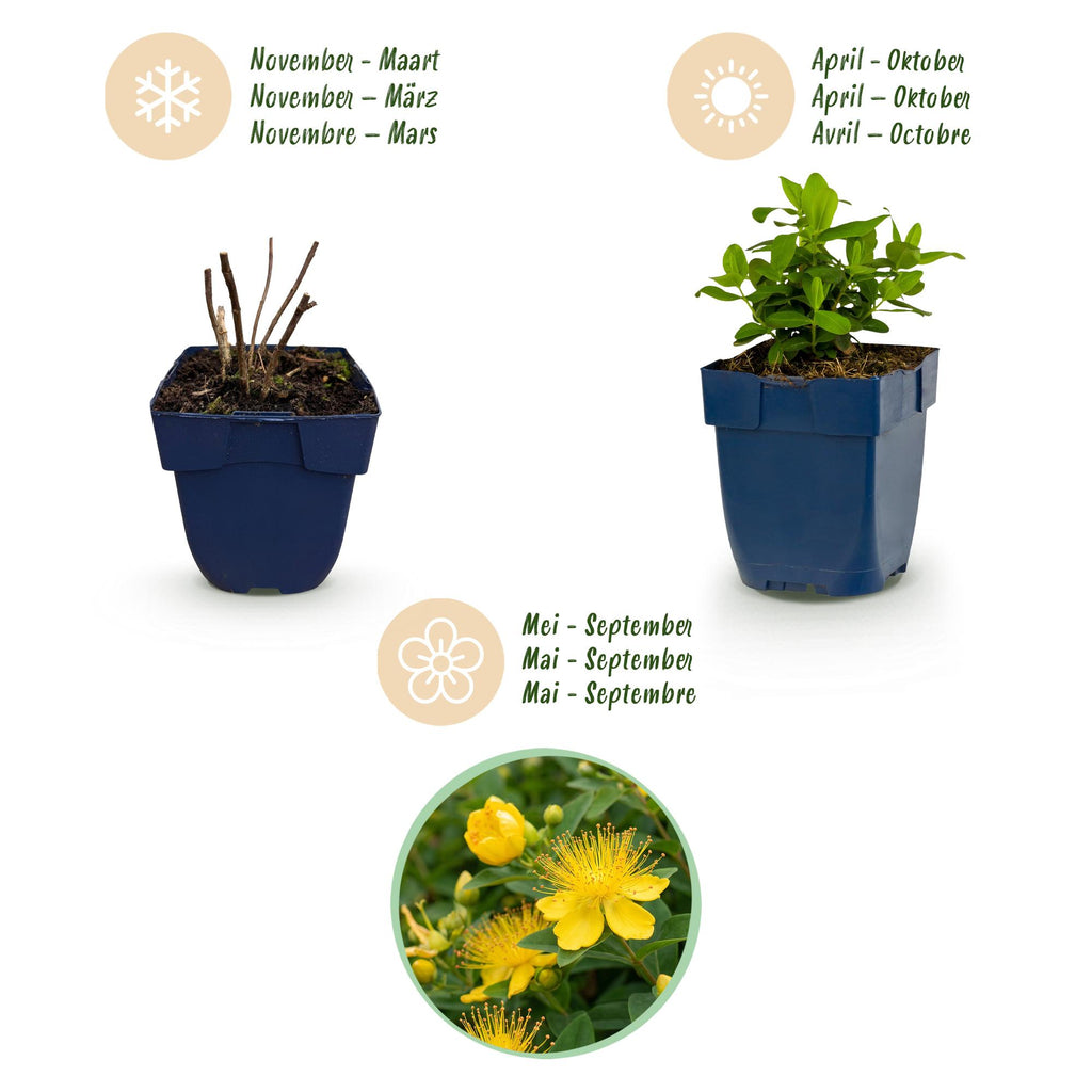 Green boutiQ - Stauden - Hypericum calycinum - Johanniskraut - Bienen- und Schmetterlingsmagnet - Gelb - 6 Pflanzen - Topf 11 cm - Höhe 15-25 cm
