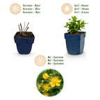 Green boutiQ - Stauden - Hypericum calycinum - Johanniskraut - Bienen- und Schmetterlingsmagnet - Gelb - 6 Pflanzen - Topf 11 cm - Höhe 15-25 cm