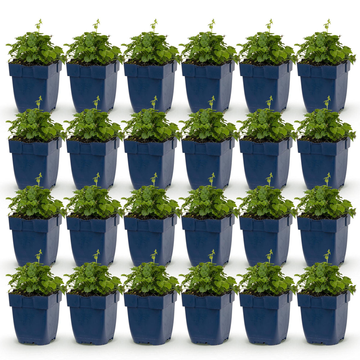Green boutiQ - Vasteplant - Campanula posch. Lisduggan Variety - Ridderspoor - Bodembedekkend - Wit - 24 Planten - Pot 11cm - Hoogte 15-25cm