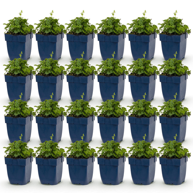 Green boutiQ - Vasteplant - Campanula posch. Lisduggan Variety - Ridderspoor - Bodembedekkend - Wit - 24 Planten - Pot 11cm - Hoogte 15-25cm