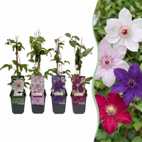8x Clematis Rainbow - Bosrank - Paars - Rood - Roze - Wit - Klimplant - Ø9cm - ↕35cm