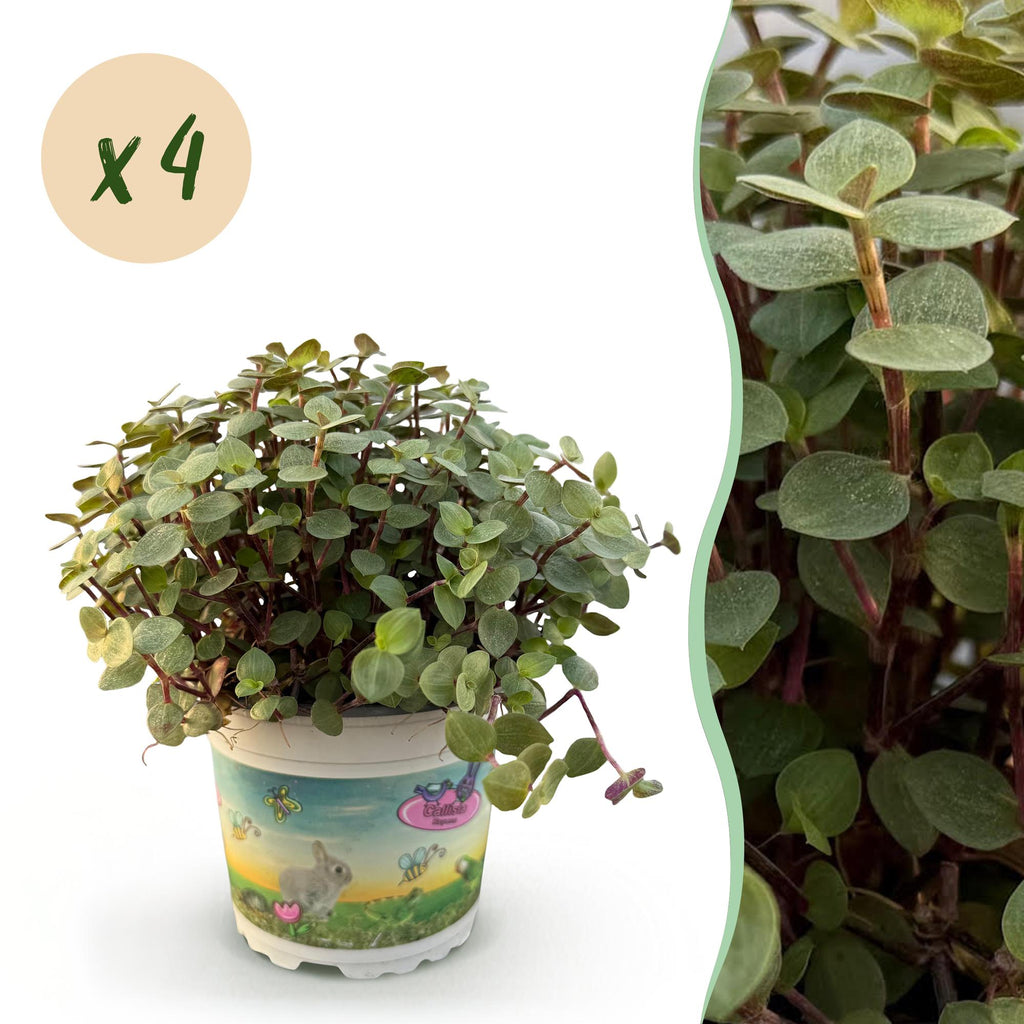 Green boutiQ - Zimmerpflanze - Callisia repens - Katzengras - Haustierfreundlich - Grün - 4 Pflanzen - Topf 12cm - Höhe 17-20cm