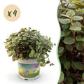 Green boutiQ - Zimmerpflanze - Callisia repens - Katzengras - Haustierfreundlich - Grün - 4 Pflanzen - Topf 12cm - Höhe 17-20cm