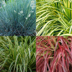 Green boutiQ - Graminées ornementales - 4 plantes - Bleu - Jaune - Vert - Rouge - Persistant - Peu d'entretien - Pot 17 cm, hauteur 50 cm