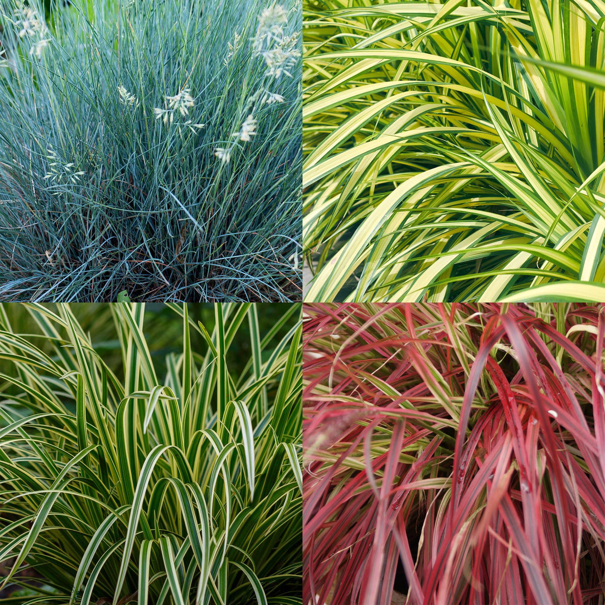 Green boutiQ - Graminées ornementales - 4 plantes - Bleu - Jaune - Vert - Rouge - Persistant - Peu d'entretien - Pot 17 cm, hauteur 50 cm