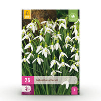 Green boutiQ - Bloembollen - Galanthus Elwesii - Kleur Wit - 25 stuks - Bolmaat 5/6 - XXL Pack