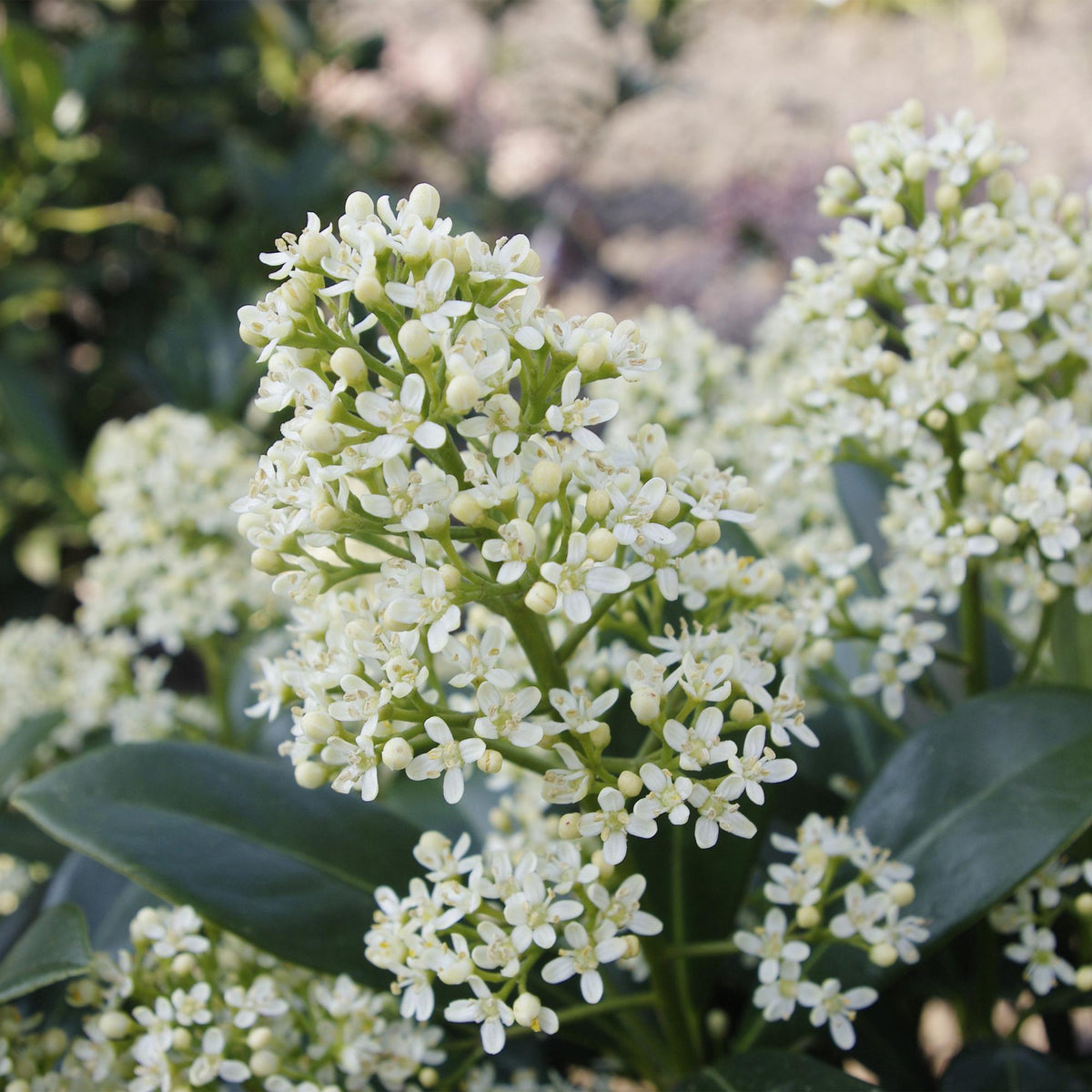 Green boutiQ - Plante de Terrasse - Skimmia japonica Finchy - Fleur Blanche - 40+ Fleurs - 1 Plante - Résistant à l'Hiver - Pot 19cm Hauteur 60cm