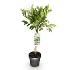 Green boutiQ - Plante sur tige - Magnolia stellata - Plante de terrasse - Caduc - Rustique - Fleur blanche - Pot 19cm Hauteur 90cm
