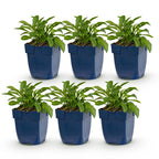 Green boutiQ - Stauden - Campanula persicifolia Duo - Pfirsichblättrige Glockenblume - Bienen- und Schmetterlingsmagnet - Blau - Weiß - 6 Pflanzen - Topf 11cm - Höhe 15-25cm