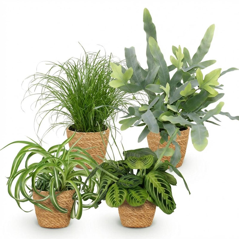 Green boutiQ - Kamerplant - Chlorophytum - Cyperus - Phlebodium - Marantha - Mix van 4 - Huisdiervriendelijke Planten - Groen - 4 Planten - met Mand - Pot 12cm - Hoogte 25cm