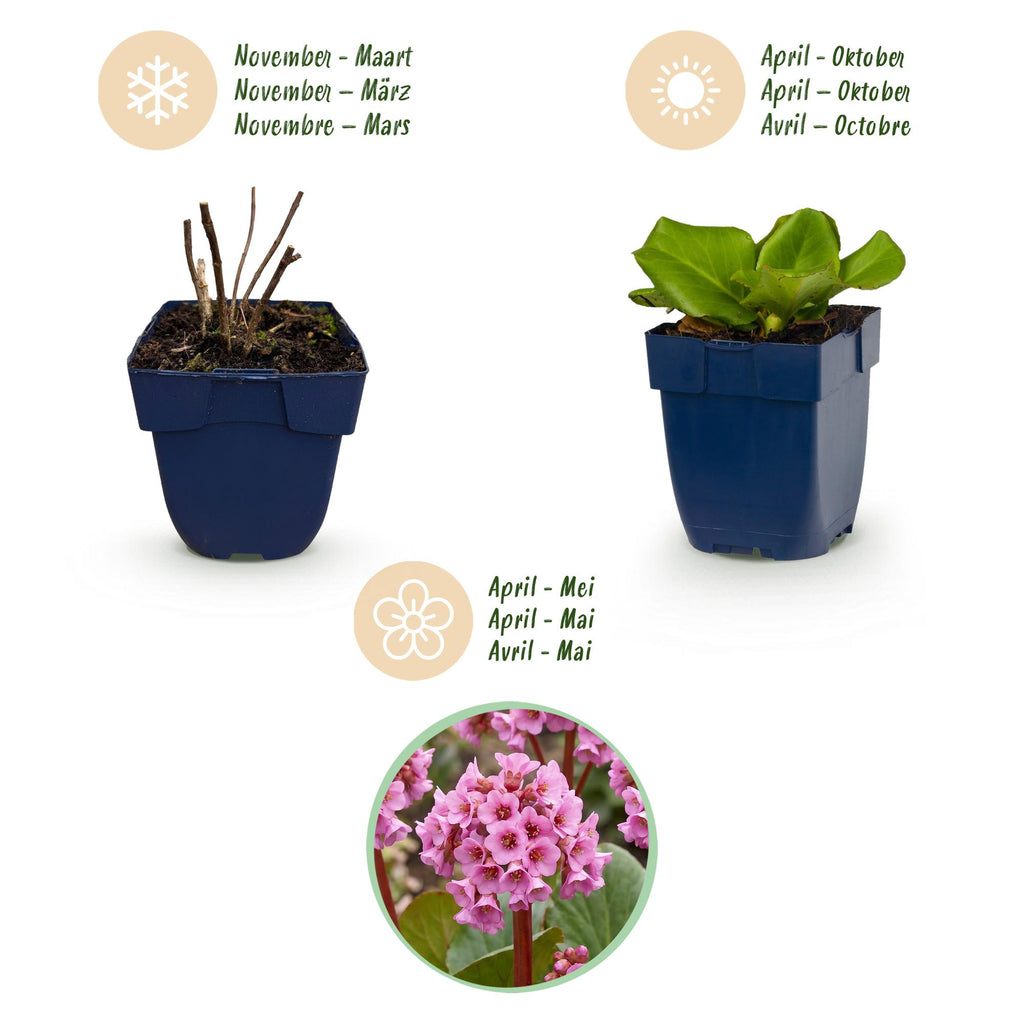 Green boutiQ - Plante vivace - Bergenia cordifolia - Plante des savetiers - Ombre - Rose - 1 Plante - Pot 11cm - Hauteur 15-25cm