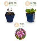 Green boutiQ - Plante vivace - Bergenia cordifolia - Plante des savetiers - Ombre - Rose - 1 Plante - Pot 11cm - Hauteur 15-25cm