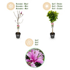 Green boutiQ - Plante sur tige - Magnolia Susan - Plante de terrasse - Caduc - Rustique - Fleur rose - Pot 19 cm Hauteur 90 cm