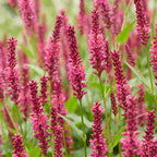 Green boutiQ - Stauden - Persicaria amplexicaulis - Kerzen-Knöterich - Bienen- und Schmetterlingsmagnet - Rot - 12 Pflanzen - Topf 11cm - Höhe 15-25cm