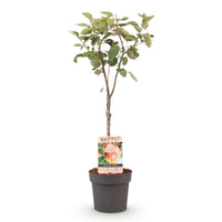 Green boutiQ - Fruitboom - Malus domestica Jonagold - Appelboom - Winterhard - Geel-Groene Appel - 1 Plant - Pot 21cm - Hoogte 90cm